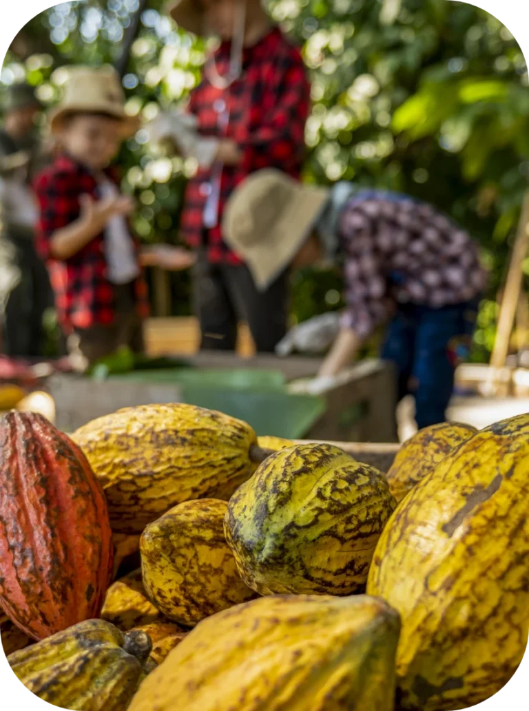 los-ninos-ayudaron-desempacar-las-mazorcas-de-cacao-la-mazorca-de-cacao-fresca-cortada-exponiendo-las-semillas-de-cacao-con-una-planta-de-cacao-copia