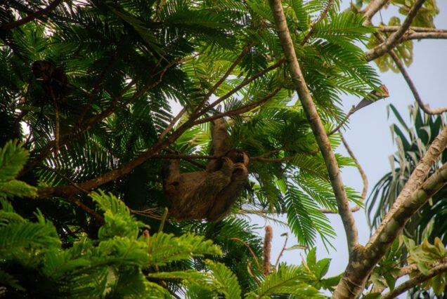 Sloth & Coffee, Chocolate and Sugarcane tour